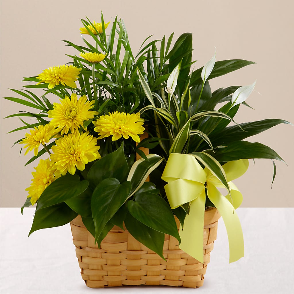 Loving Light Dishgarden – Perkins Floral, Greenville MS