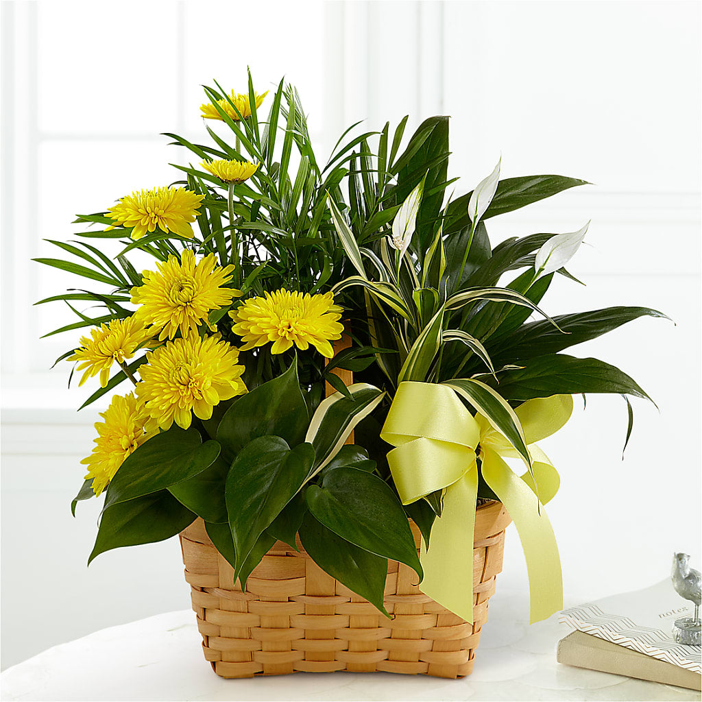 Loving Light Dishgarden – Perkins Floral, Greenville MS