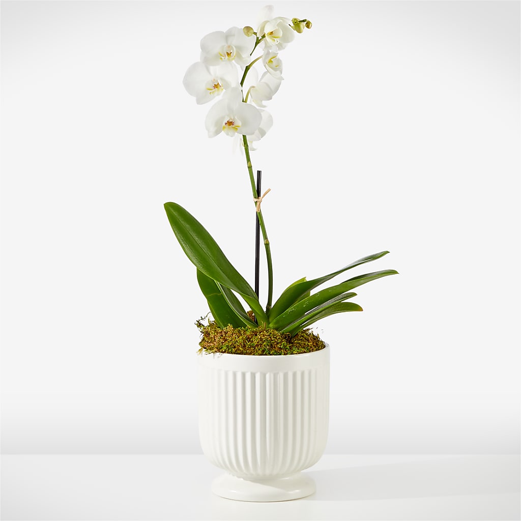 Whispering White Orchid – Perkins Floral, Greenville MS