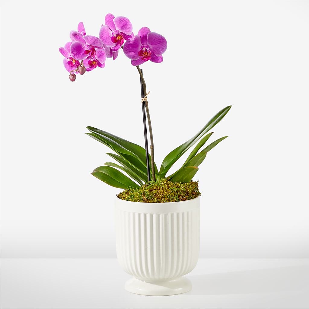 Friendly Fuchsia Orchid – Perkins Floral, Greenville MS