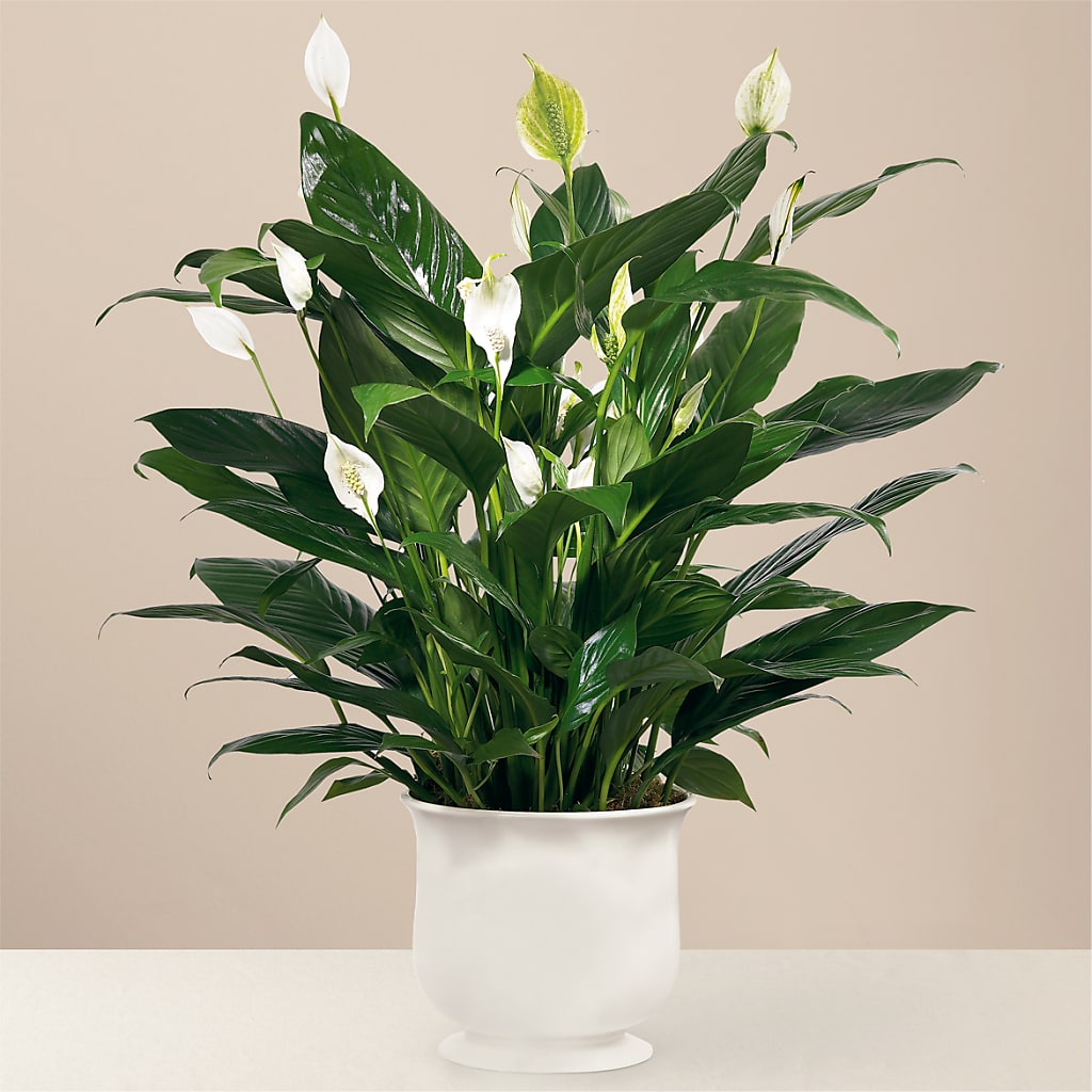 Comfort Planter – Perkins Floral, Greenville MS
