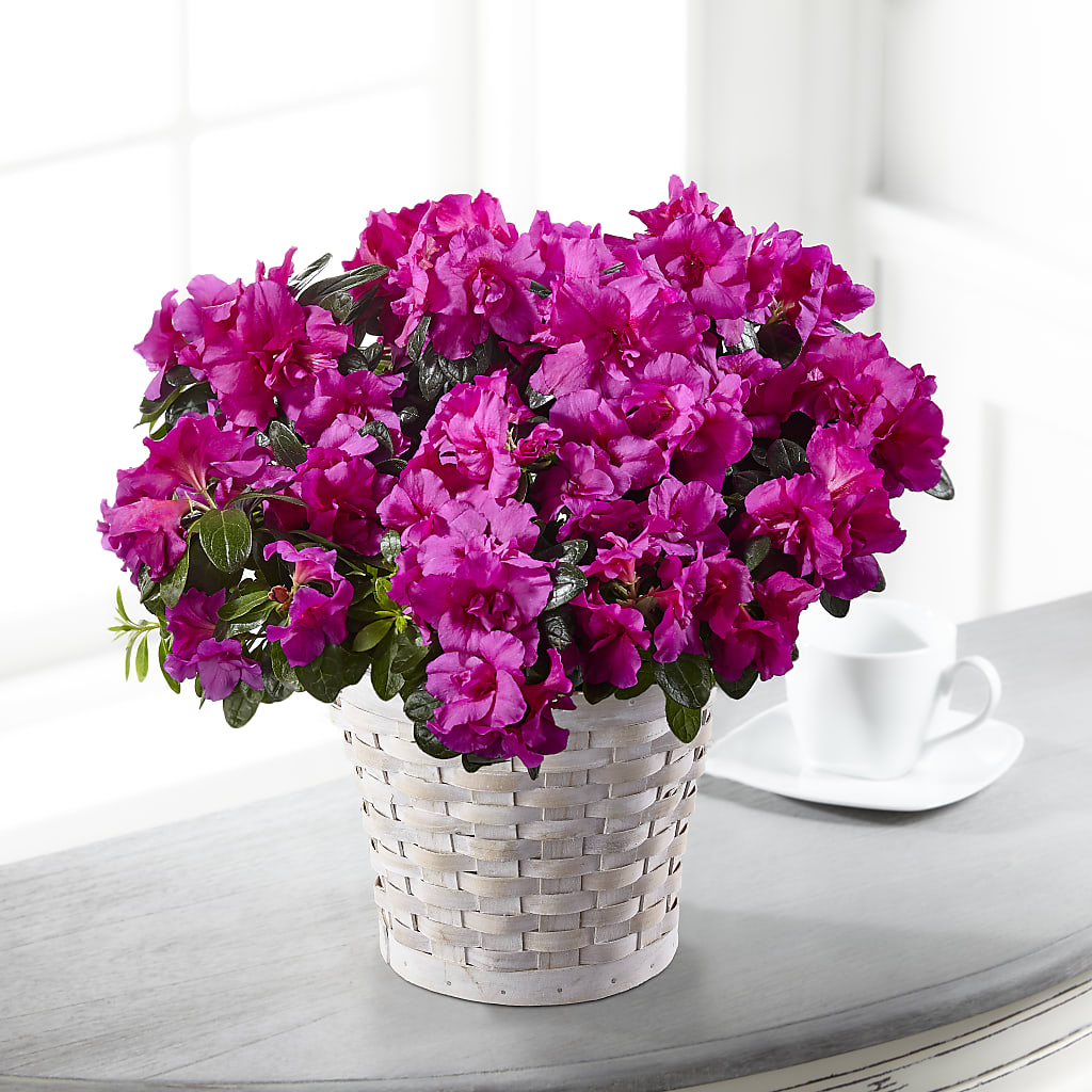 Hope & Serenity Azalea Plant – Perkins Floral, Greenville MS