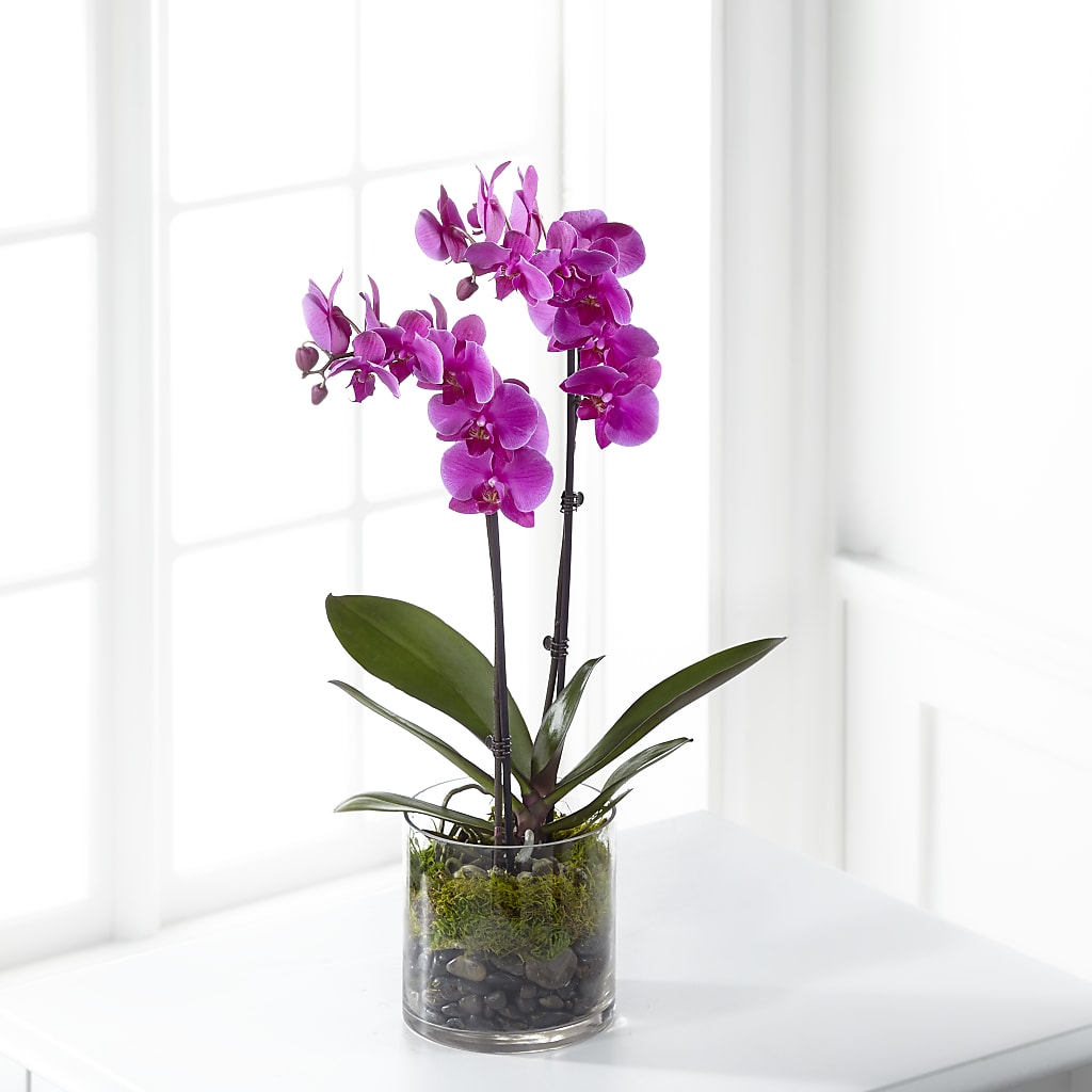 Pink Orchid Plant – Perkins Floral, Greenville MS