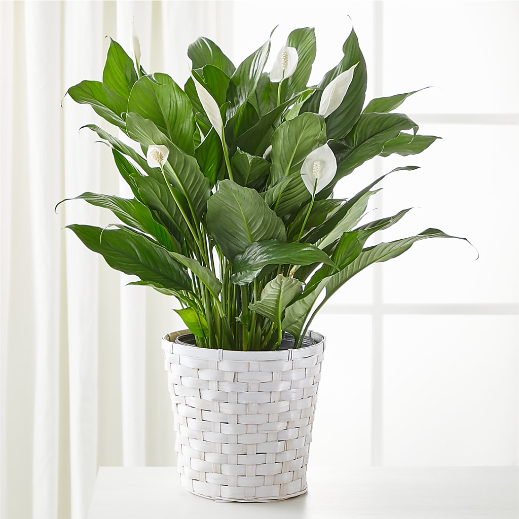 A New Leaf Peace Lily – Perkins Floral, Greenville MS