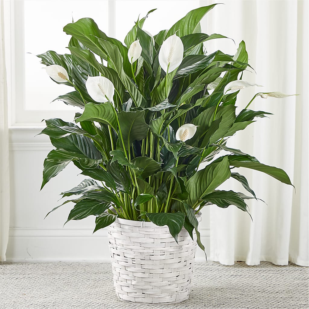 A New Leaf Peace Lily – Perkins Floral, Greenville MS