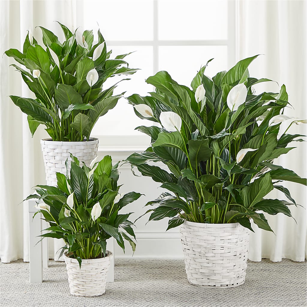 A New Leaf Peace Lily – Perkins Floral, Greenville MS