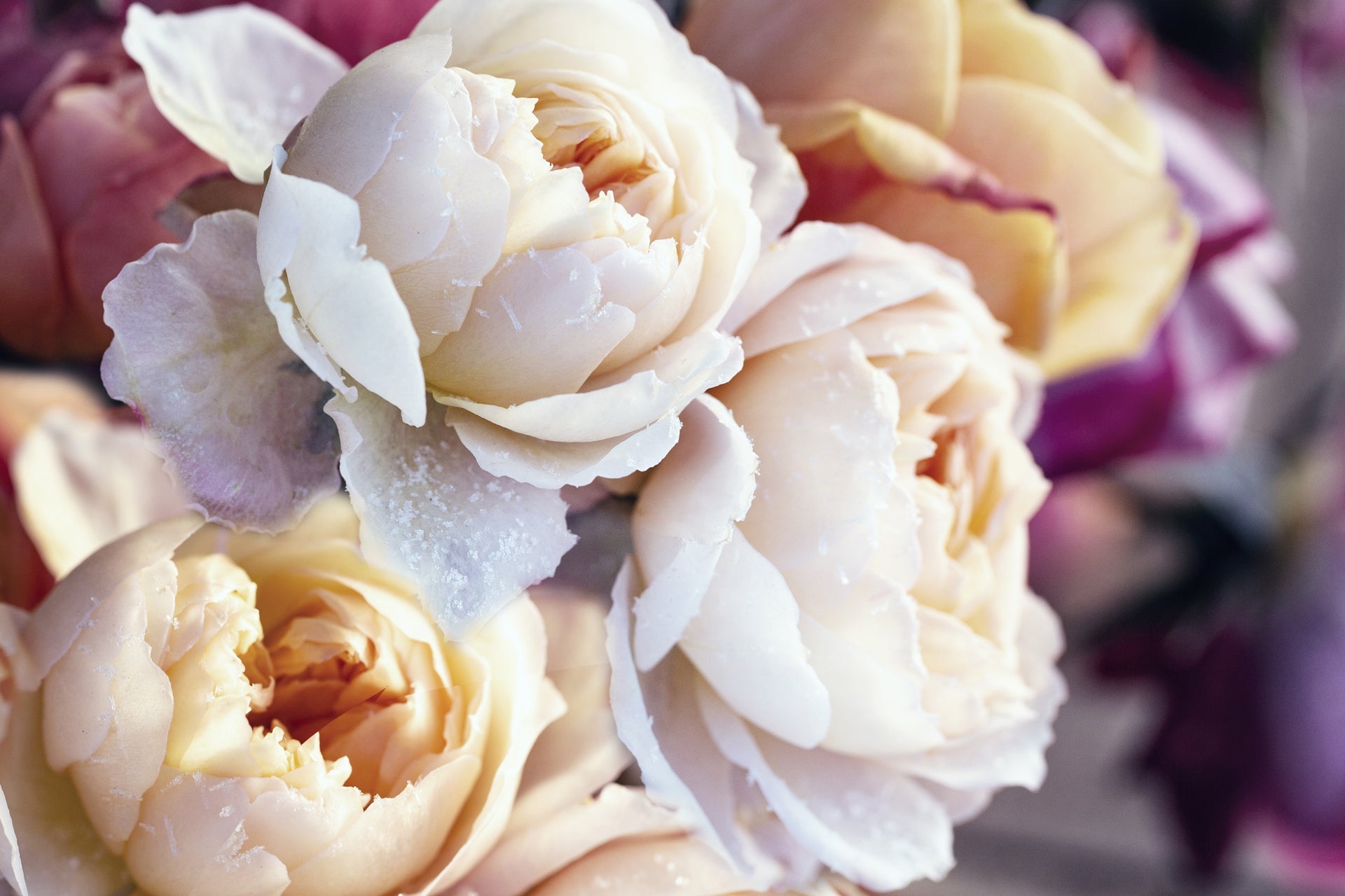 Winter flowers in Greenville, MS | Perkins Floral – Local Flower Delivery