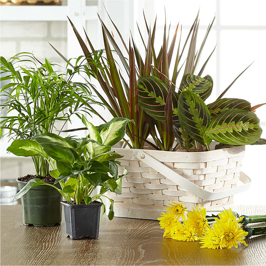 Florist Designed Blooming and Green Plants in a Basket –  Perkins Floral, Greenville MS