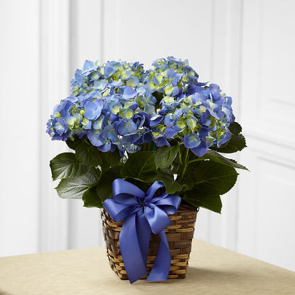 Blue Hydrangea Planter –  Perkins Floral, Greenville MS