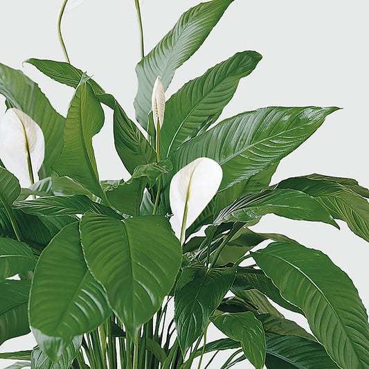 Tranquil Moments Peace Lily Plant –  Perkins Floral, Greenville MS