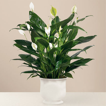 Comfort Planter –  Perkins Floral, Greenville MS