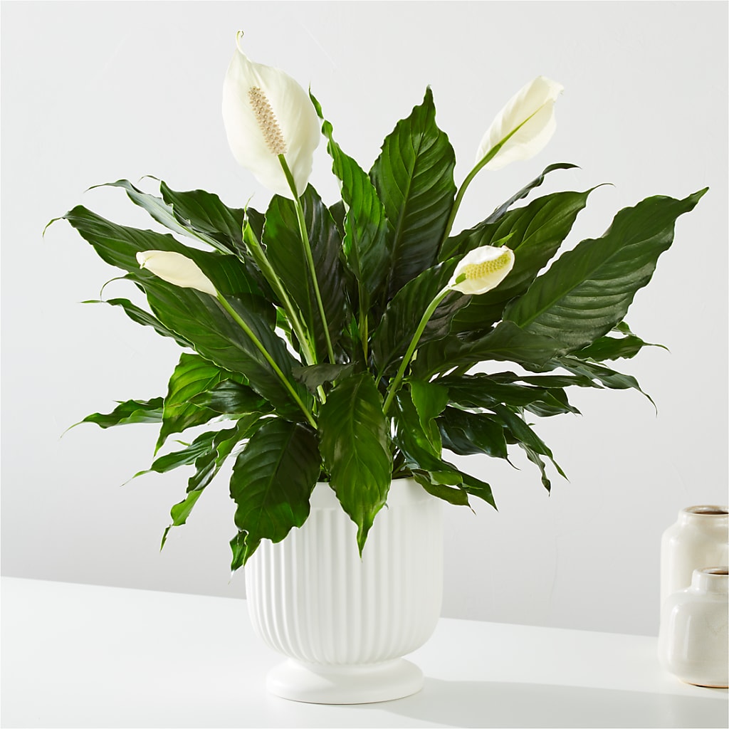 Comfort Planter –  Perkins Floral, Greenville MS